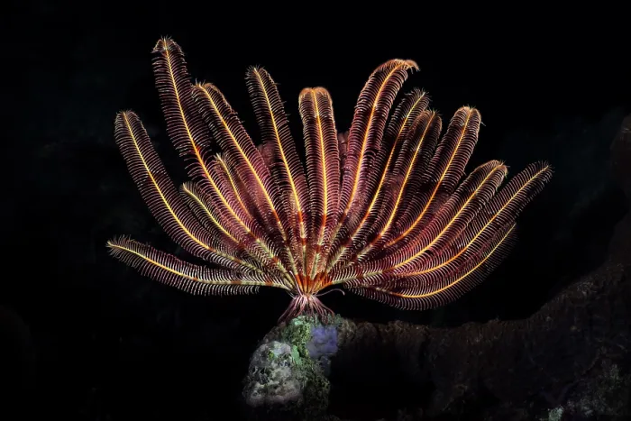Framed Print : Crinoid (Cyllometra manca) resting on high point of reef, unfurling for a night of filter feeding, Kagoshima Prefecture, Japan, Pacific Ocean Framed Print : Crinoid (Cyllometra manca) resting on high point of reef, unfurling for a night of filter feeding, Kagoshima Prefecture, Japan, Pacific Ocean