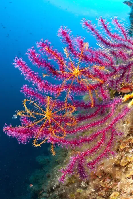 Framed Print : Crinoid or feather star (Antedon mediterranea) on Violescent sea whip or Red sea fan Framed Print : Crinoid or feather star (Antedon mediterranea) on Violescent sea whip or Red sea fan
