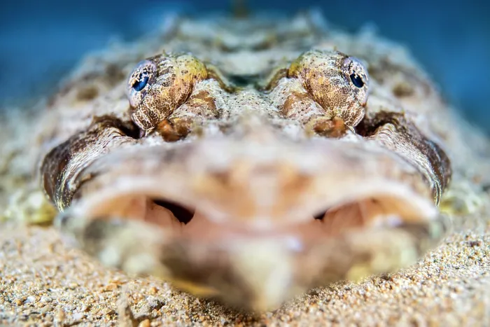 Framed Print : Crocodile flathead (Cymbacephalus beauforti) camouflaged in sandy seabed waiting to ambush prey, Gubal Island, Egypt, Red Sea Framed Print : Crocodile flathead (Cymbacephalus beauforti) camouflaged in sandy seabed waiting to ambush prey, Gubal Island, Egypt, Red Sea