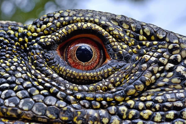 Crocodile monitor (Varanus salvadorii) close up eye, captive, occurs in New Guinea