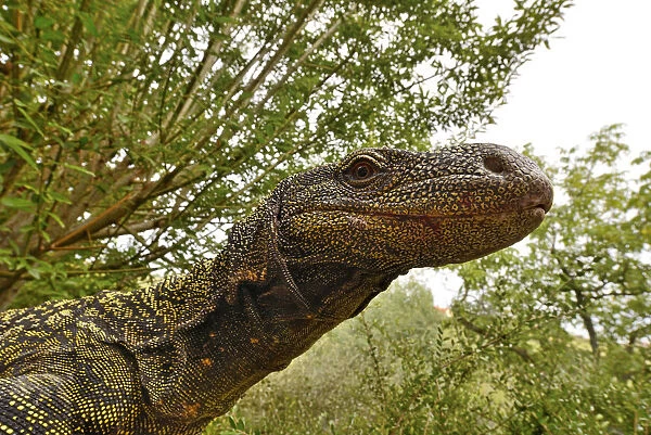 Crocodile monitor (Varanus salvadorii) portrait, captive, occurs in New Guinea