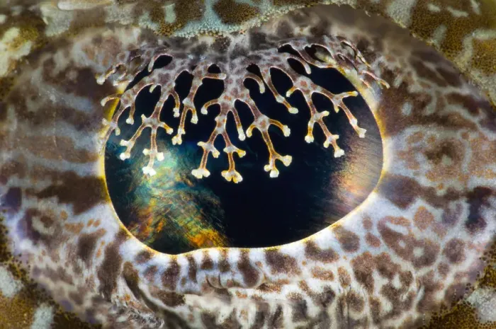 Framed Print : Crocodilefish (Cymbacephalus beauforti) close up detail of the retractable eye-lashes Framed Print : Crocodilefish (Cymbacephalus beauforti) close up detail of the retractable eye-lashes