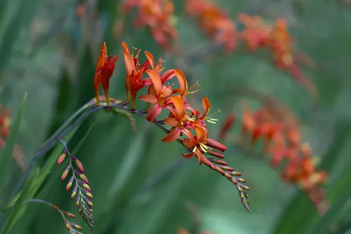 Framed Print : Crocosmia Lucifer montbretia flowers, cultivated plant growing in garden Framed Print : Crocosmia Lucifer montbretia flowers, cultivated plant growing in garden