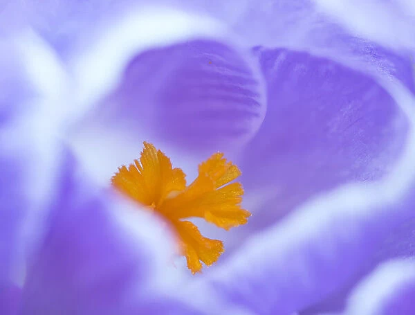 Crocus flower (Crocus sp) stigma - close up