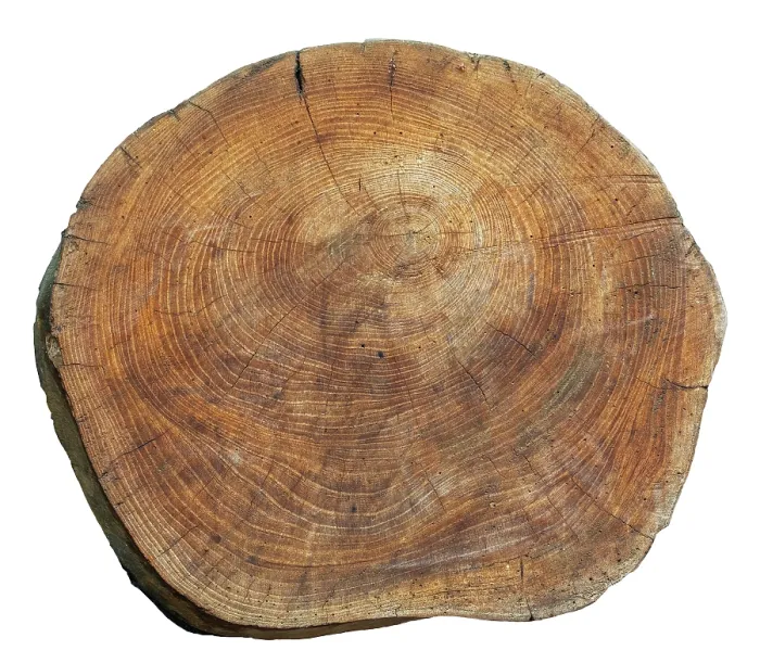 Framed Print : Cross section of Elm (Ulmus sp.) tree trunk, showing pattern of annual rings / tree rings / growth rings. June, 2024 Framed Print : Cross section of Elm (Ulmus sp.) tree trunk, showing pattern of annual rings / tree rings / growth rings. June, 2024