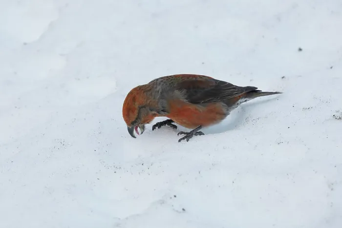 Framed Print : Crossbill (Loxia curvirostra) male, feeding on mineral salts from salt thrown by a plough to clear snow from the road, Pyrenees, Spain. February Framed Print : Crossbill (Loxia curvirostra) male, feeding on mineral salts from salt thrown by a plough to clear snow from the road, Pyrenees, Spain. February
