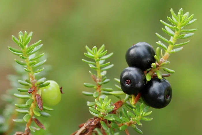 Framed Print : Crowberries (Empetrum nigrum), Riisitunturi National Park, Finland. July