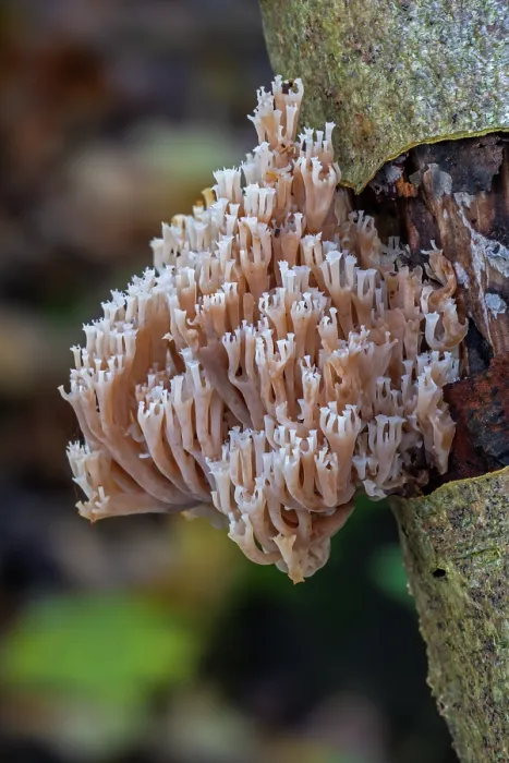 Framed Print : Crown coral (Artomyces pyxidatus) fungus growing on decaying wood in forest in autumn, Belgium. November Framed Print : Crown coral (Artomyces pyxidatus) fungus growing on decaying wood in forest in autumn, Belgium. November