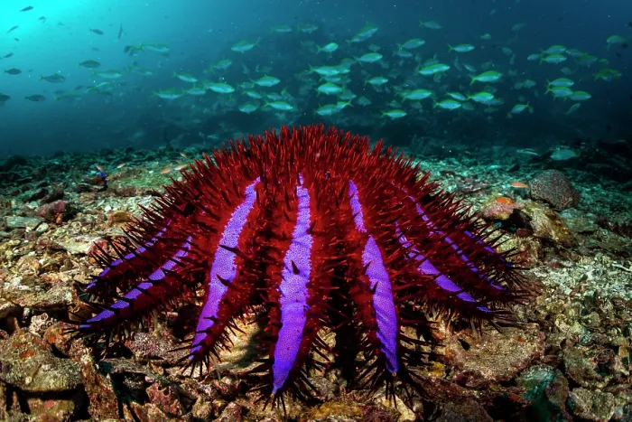 Framed Print : Crown-of-thorns starfish (Acanthaster planci) on the seabed with school of Yellowback fusiliers (Caesio xanthonota) in background, Myeik Archipelago, Tanintharyi Region Framed Print : Crown-of-thorns starfish (Acanthaster planci) on the seabed with school of Yellowback fusiliers (Caesio xanthonota) in background, Myeik Archipelago, Tanintharyi Region