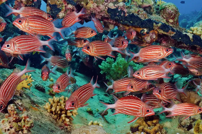 Framed Print : Crown squirrelfish (Sargocentron diadema) shoal sheltering on a coral reef, near Bluff Point, Egypt, Red Sea Framed Print : Crown squirrelfish (Sargocentron diadema) shoal sheltering on a coral reef, near Bluff Point, Egypt, Red Sea