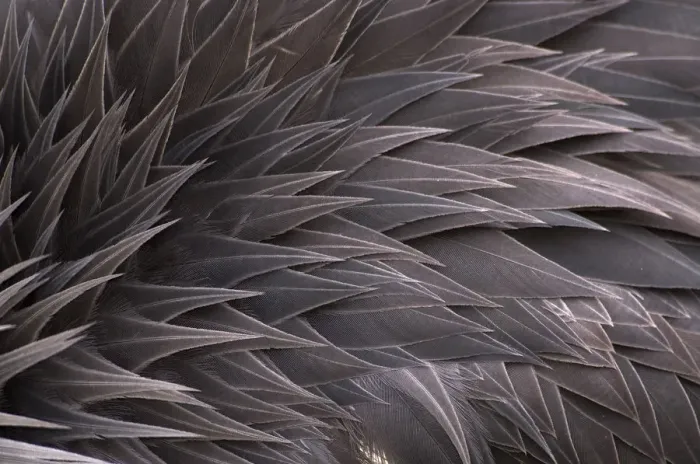 Framed Print : Crowned crane (Balearica regulorum) close-up of feathers, captive Framed Print : Crowned crane (Balearica regulorum) close-up of feathers, captive