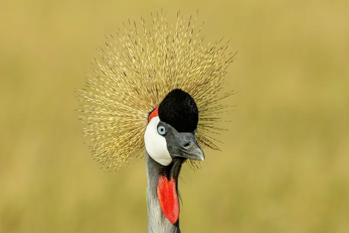 Framed Print : Crowned crane (Balearica regulorum gibbericeps) head portrait, Masai-Mara game reserve, Kenya Framed Print : Crowned crane (Balearica regulorum gibbericeps) head portrait, Masai-Mara game reserve, Kenya