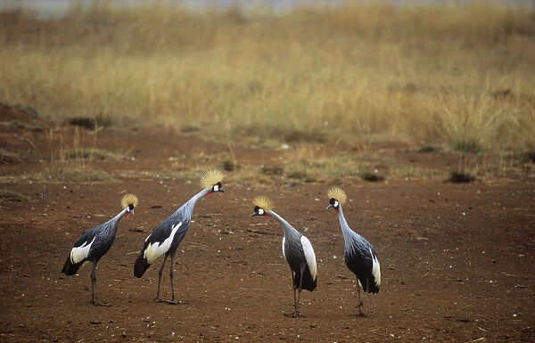 Four Crowned cranes {Balearica regulorum} Kenya