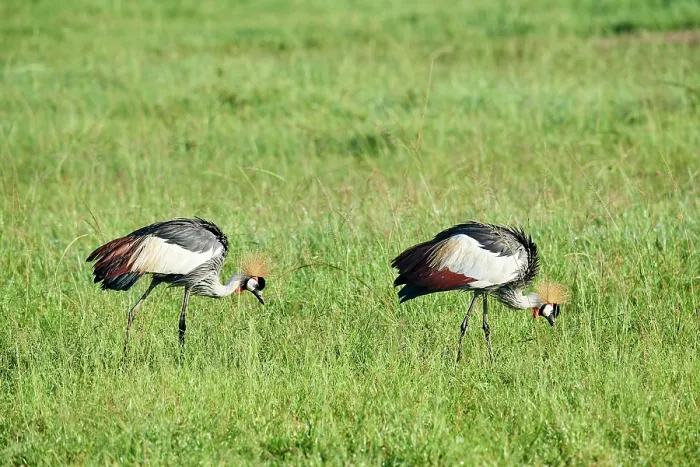 Framed Print : Crowned cranes (Balearica regulorum) pair, grazing in grassland, Akagera National Park, Rwanda. Endangered Framed Print : Crowned cranes (Balearica regulorum) pair, grazing in grassland, Akagera National Park, Rwanda. Endangered