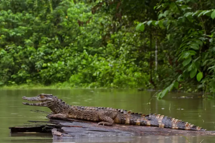Framed Print : Crowned dwarf caiman (Paleosuchus trigonatus) male resting on a log. Yasuni National Park