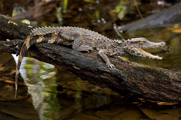 Crowned dwarf  /  Smooth-fronted caiman (Paleosuchus trigonatus) with mouth open, Cuyabeno