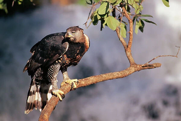 Crowned hawk eagle (Stephanoaetus coronatus) Zimbabwe. Captive