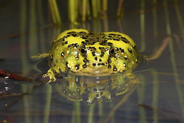 Crucifix toad  /  Holy cross frog (Notaden bennetti) sitting in shallow water after heavy summer rain, Westmar, Queensland, Australia