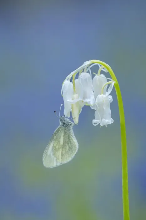 Framed Print : Cryptic wood white (Leptidea juvernica) nectaring on a flower, Brackagh Moss National Nature Reserve, County Armagh, Northern Ireland. May