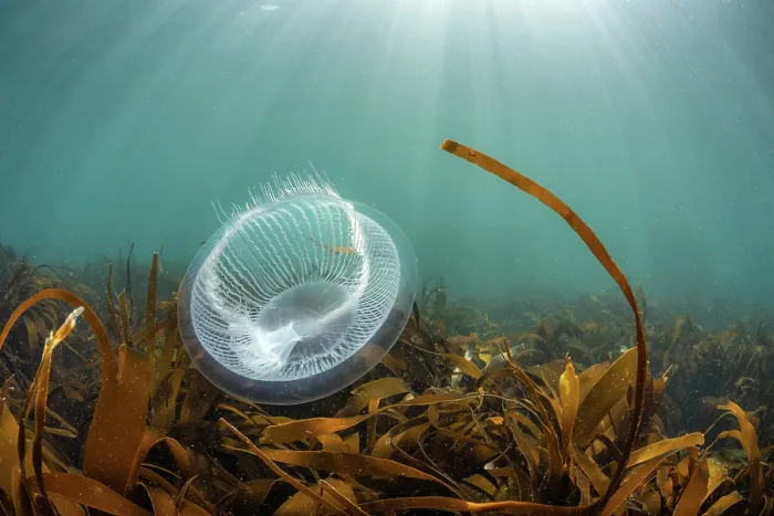 Framed Print : Crystal jellyfish (Aequorea victoria) floating above Golden Kelp forest (Laminaria ochroleuca) Lundy Island, Bristol Channel, Devon, UK Framed Print : Crystal jellyfish (Aequorea victoria) floating above Golden Kelp forest (Laminaria ochroleuca) Lundy Island, Bristol Channel, Devon, UK