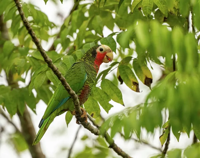 Framed Print : Cuban amazon (Amazona leucocephala) perched in tree, Zapata, Cuba Framed Print : Cuban amazon (Amazona leucocephala) perched in tree, Zapata, Cuba