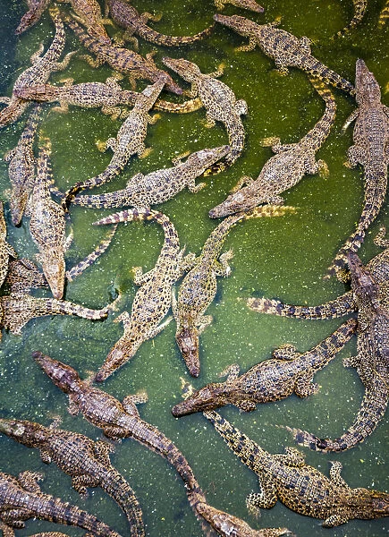 Cuban crocodiles (Crocodylus rhombifer) photographed on a crocodile farm started