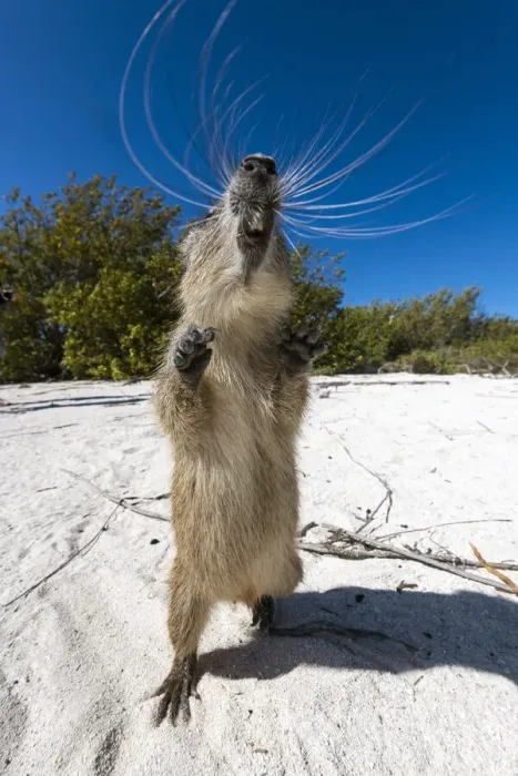 Framed Print : Cuban hutia (Capromys pilorides) stands up on its back legs on a tropical beach Framed Print : Cuban hutia (Capromys pilorides) stands up on its back legs on a tropical beach