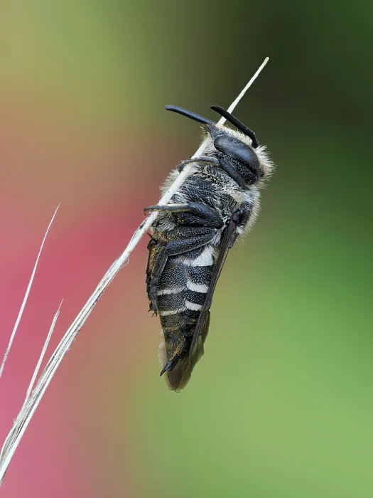Framed Print : Cuckoo bee (Coelioxys elongata) sleeping on stem of vegetation, Hertfordshire, England, UK. July. Focus stacked image Framed Print : Cuckoo bee (Coelioxys elongata) sleeping on stem of vegetation, Hertfordshire, England, UK. July. Focus stacked image