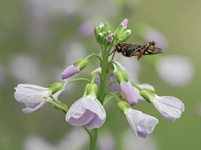 Framed Print : Cuckoo bee (Nomada goodeniana) roosting, clamped on to Cuckoo flower (Cardamine pratensis) with mandibles, Hertfordshire, England, UK. April. Focus stacked Framed Print : Cuckoo bee (Nomada goodeniana) roosting, clamped on to Cuckoo flower (Cardamine pratensis) with mandibles, Hertfordshire, England, UK. April. Focus stacked