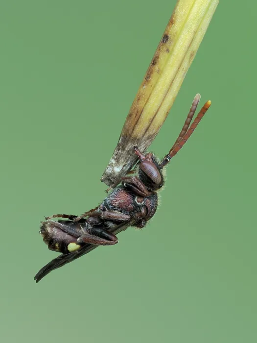 Framed Print : Cuckoo bee (Nomada ruficornis) roosting clamped on to tip of grass with mandibles, Hertfordshire, England, UK. May. Focus stacked Framed Print : Cuckoo bee (Nomada ruficornis) roosting clamped on to tip of grass with mandibles, Hertfordshire, England, UK. May. Focus stacked