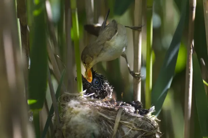 Framed Print : Cuckoo (Cuculus canorus) 12 day chick in Reed Warbler nest (Acrocephalus scirpaceus) Framed Print : Cuckoo (Cuculus canorus) 12 day chick in Reed Warbler nest (Acrocephalus scirpaceus)