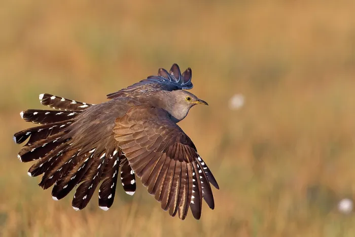 Framed Print : Cuckoo (Cuculus canorus) in flight, Kuhmo, Finland. June Framed Print : Cuckoo (Cuculus canorus) in flight, Kuhmo, Finland. June