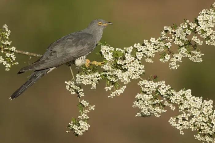 Framed Print : Cuckoo (Cuculus canorus) perched on Hawthorn blossom, Surrey, England, May Framed Print : Cuckoo (Cuculus canorus) perched on Hawthorn blossom, Surrey, England, May