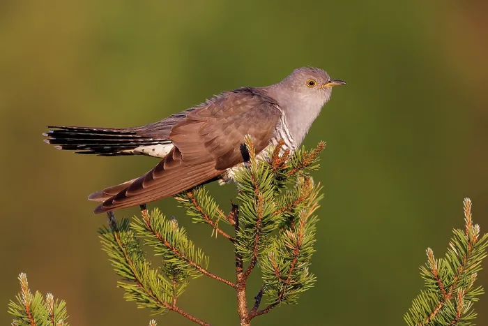 Framed Print : Cuckoo (Cuculus canorus) perched in tree top, Kuhmo, Finland. June Framed Print : Cuckoo (Cuculus canorus) perched in tree top, Kuhmo, Finland. June