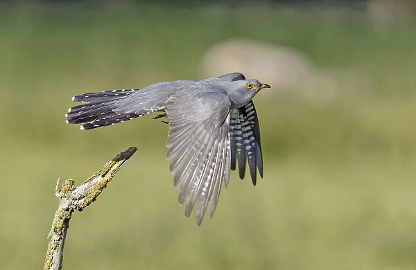 Cuckoo (Cuculus canorus) taking flight from its perch. Buckinghamshire, UK, June