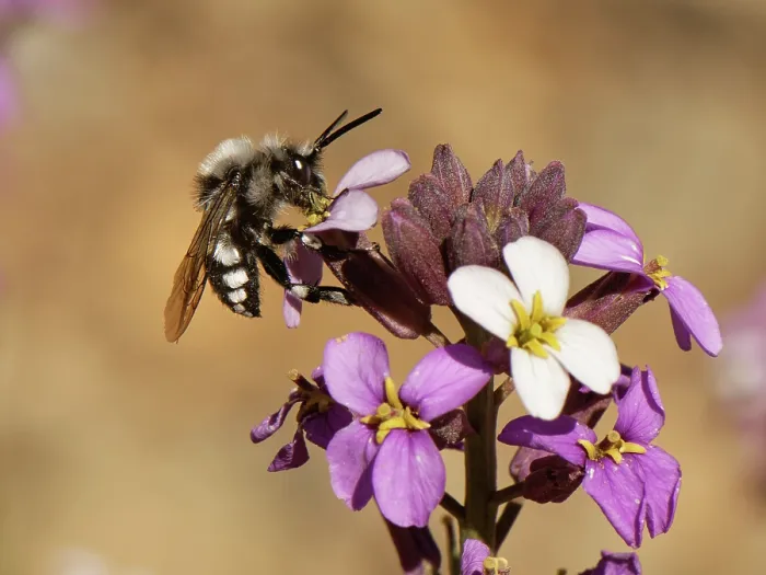 Framed Print : Cuckoo digger bee (Melecta curvispina) nectaring from Teide wallflower (Erysimum scoparium) flowers, Teide National Park, Tenerife, Canary Islands. May Framed Print : Cuckoo digger bee (Melecta curvispina) nectaring from Teide wallflower (Erysimum scoparium) flowers, Teide National Park, Tenerife, Canary Islands. May