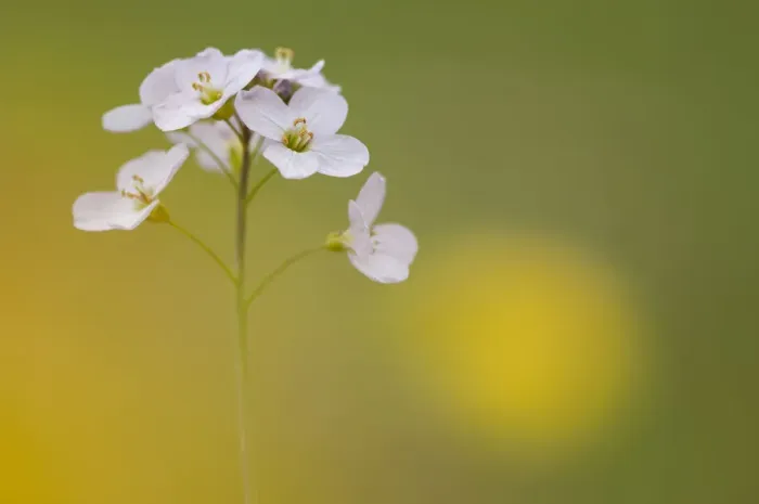 Framed Print : Cuckoo-flower (Cardamine pratensis) Brasschaat, Belgium, April Framed Print : Cuckoo-flower (Cardamine pratensis) Brasschaat, Belgium, April