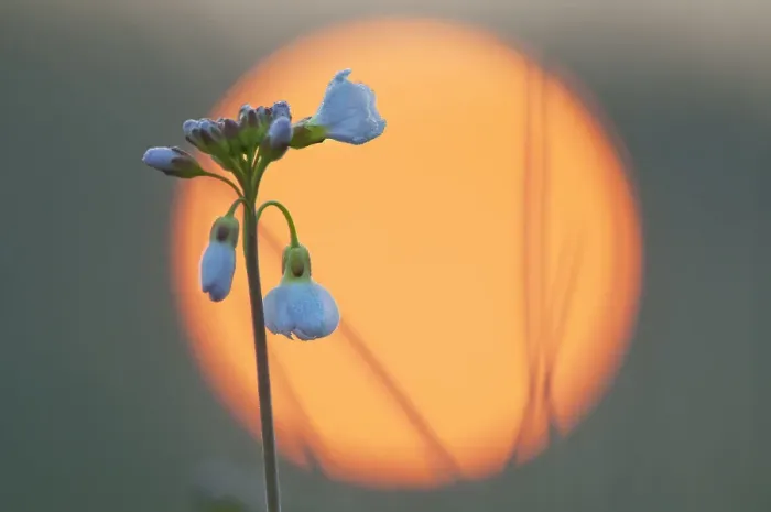 Framed Print : Cuckoo-flower (Cardamine pratensis) at sunrise, Klein Schietveld, Brasschaat, Belgium Framed Print : Cuckoo-flower (Cardamine pratensis) at sunrise, Klein Schietveld, Brasschaat, Belgium