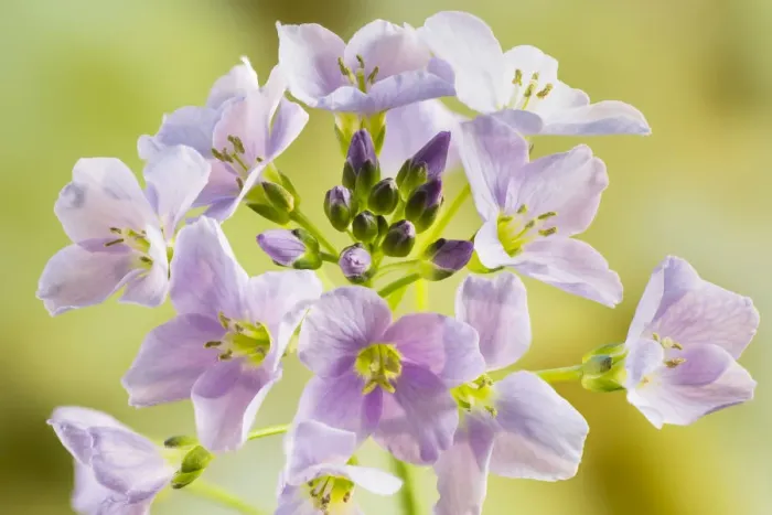 Framed Print : Cuckoo flower or Ladys smock (Cardamine pratensis) on Hawkesbury Common