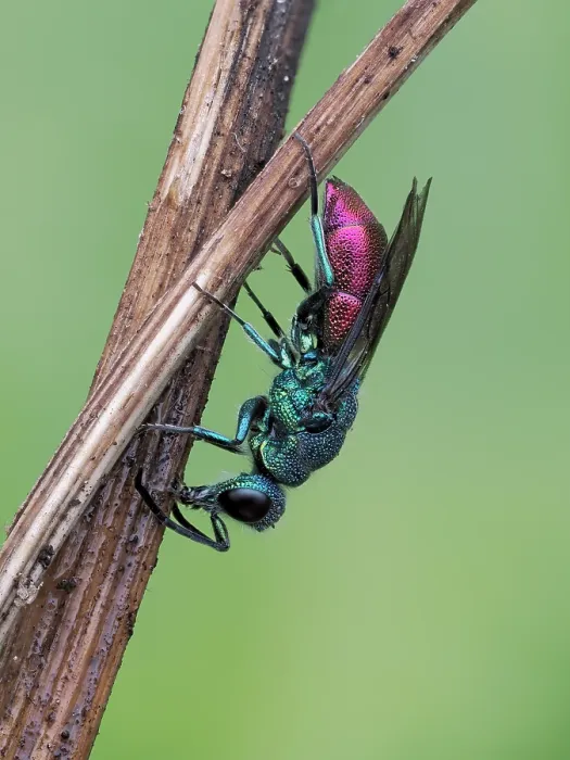 Framed Print : Cuckoo wasp (Chrysis ignita) sleeping on dead grass stem, Hertfordshire, England, UK. May. Focus stacked Framed Print : Cuckoo wasp (Chrysis ignita) sleeping on dead grass stem, Hertfordshire, England, UK. May. Focus stacked