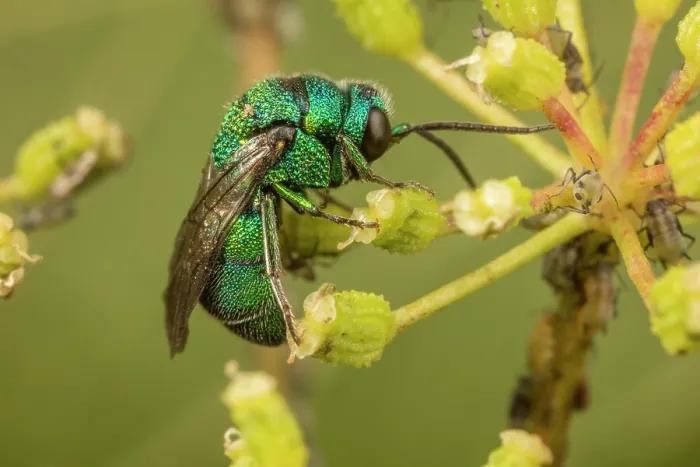 Framed Print : Cuckoo wasp (Holopyga sp.) feeding on Poison hemlock (Conium maculatum) flower, Pennsylvania, USA. June Framed Print : Cuckoo wasp (Holopyga sp.) feeding on Poison hemlock (Conium maculatum) flower, Pennsylvania, USA. June