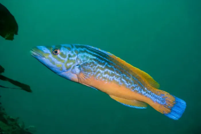 Framed Print : Cuckoo wrasse {Labrus mixtus / bicamulatus} male, Channel Islands, UK Framed Print : Cuckoo wrasse {Labrus mixtus / bicamulatus} male, Channel Islands, UK
