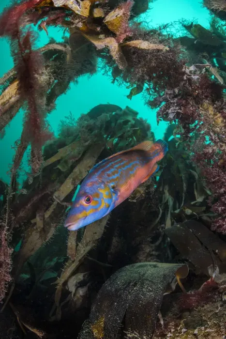 Framed Print : Cuckoo wrasse (Labrus mixtus) swims through a kelp forest (Laminaria sp) Porthkerris Framed Print : Cuckoo wrasse (Labrus mixtus) swims through a kelp forest (Laminaria sp) Porthkerris