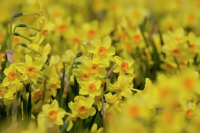 Framed Print : Cultivated Daffodils (Narcissus sp) flowering, Happisburgh, Norfolk, UK, March
