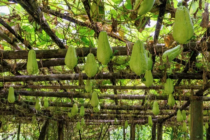 Framed Print : Cultivation of Chayote (Sechium edule) hanging fruits, Naya Bazar, Maijogmai rural municipality in Ilam, Nepal Framed Print : Cultivation of Chayote (Sechium edule) hanging fruits, Naya Bazar, Maijogmai rural municipality in Ilam, Nepal