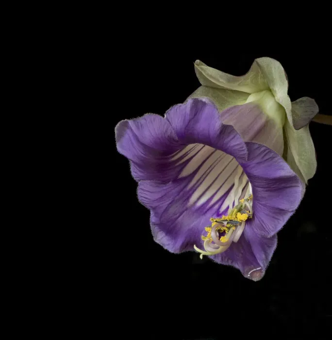 Framed Print : Cup and saucer plant (Cobaea scandens), stamens retracting and a drop of nectar on petal tip Framed Print : Cup and saucer plant (Cobaea scandens), stamens retracting and a drop of nectar on petal tip