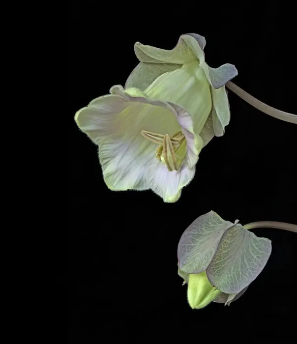 Framed Print : Cup and saucer plant (Cobaea scandens), bud and opening flower. Cultivated plant. Focused stacked Framed Print : Cup and saucer plant (Cobaea scandens), bud and opening flower. Cultivated plant. Focused stacked