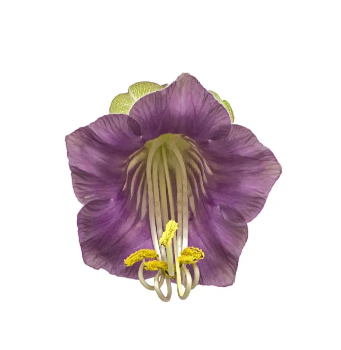 Framed Print : Cup and saucer plant (Cobaea scandens) with stamens contracting Framed Print : Cup and saucer plant (Cobaea scandens) with stamens contracting