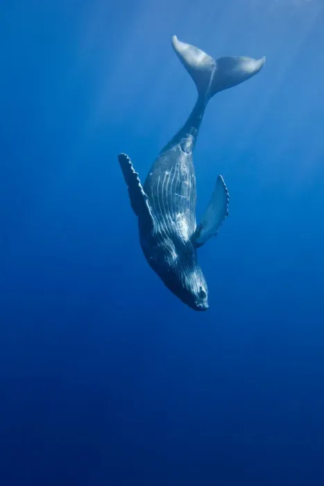 Framed Print : Curious Humpback whale calf (Megaptera novaeangliae) during moment away from its mother, Hawaii Framed Print : Curious Humpback whale calf (Megaptera novaeangliae) during moment away from its mother, Hawaii