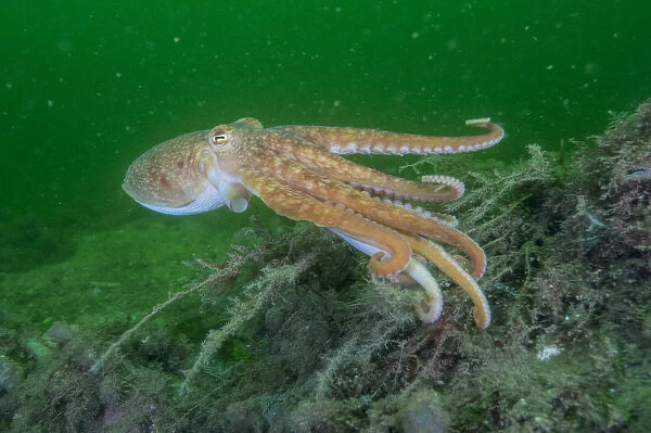 Curled octopus (Eledone cirrhosa) swimming over sea floor, South Arran Marine Protected Area